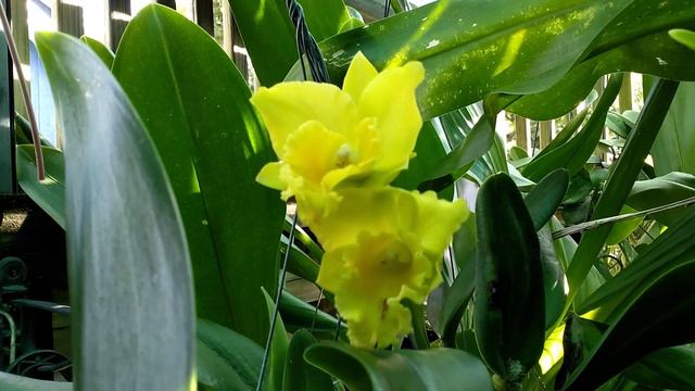 CATTLEYA • Husky Boy 'Romeo' less his "Red Spot on Lip" смотреть онлайн