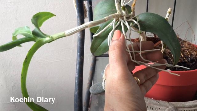 ബാൽക്കണിയിലെ orchid വളർത്തൽ| How to grow orchid in balcony | Orchid care смотреть онлайн