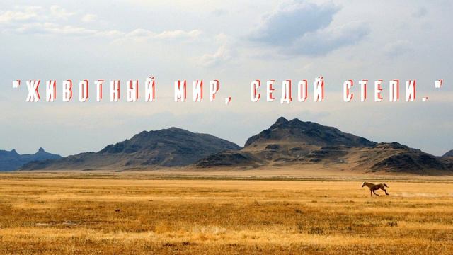 «Животный мир седой степи» смотреть онлайн