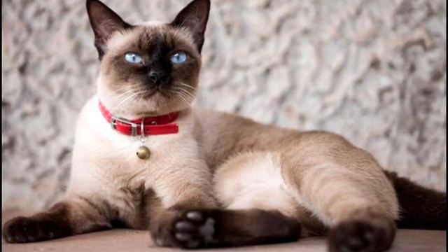 6 пород кошек, которые почти не линяют и не портят ковры шерстью смотреть онлайн