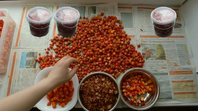 КРАЙНИЙ СЕВЕР. МОРОШКА. Чистим от чашелистиков, складываем в банки, пересыпаем сахаром и всё :) смотреть онлайн