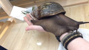 Ахатина - самая большая улитка в мире