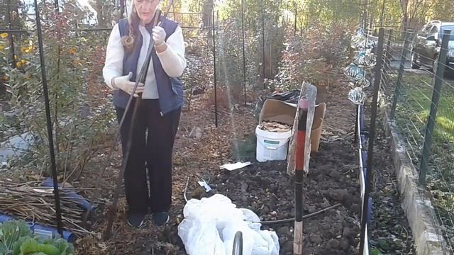 Черника ,голубика железная защита от пернатой авиации. смотреть онлайн