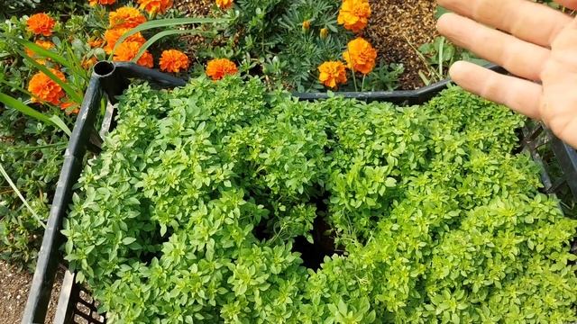 Базилик мелколистный - шикарная культура для сада. Декоративно пряная культура. (сада райхон) смотреть онлайн