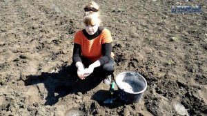 Дыни посадка выращивание уход семена. Как вырастить дыни. Посадка дынь