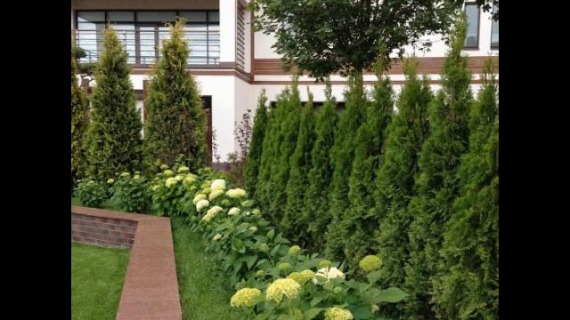 ТУИ - ВЕЧНО ЗЕЛЁНЫЕ ХВОЙНЫЕ РАСТЕНИЯ / РАСКОШНЫЕ КОМПОЗИЦИИ / thuja in garden design ? смотреть онлайн