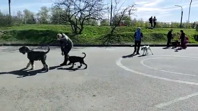 социализация щенка