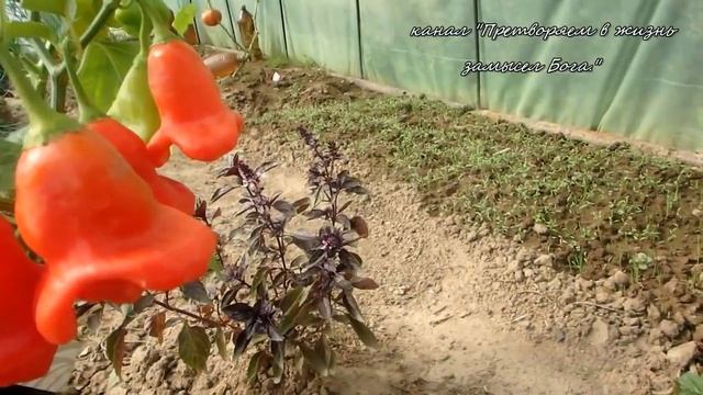 Многолетний сидерат,непревзойденный источник азота! смотреть онлайн