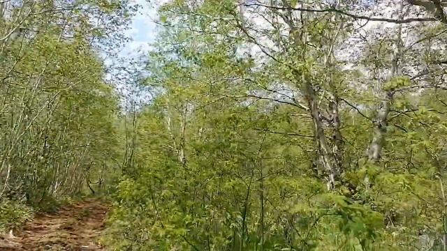 Как мы СОБИРАЛИ И солили папоротник. КАМЧАТСКИЙ ПАПОРОТНИК. ??? смотреть онлайн