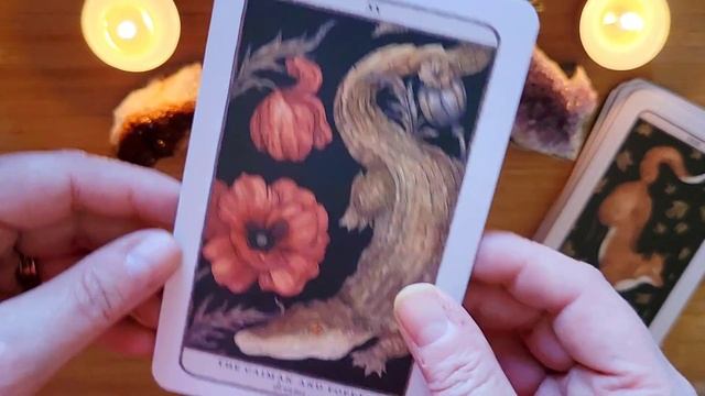 Woodland Wardens Oracle Deck Walk-through смотреть онлайн
