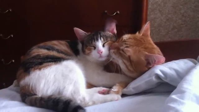 Это своеобразный кошачий поцелуй!!!!!^)))))) смотреть онлайн