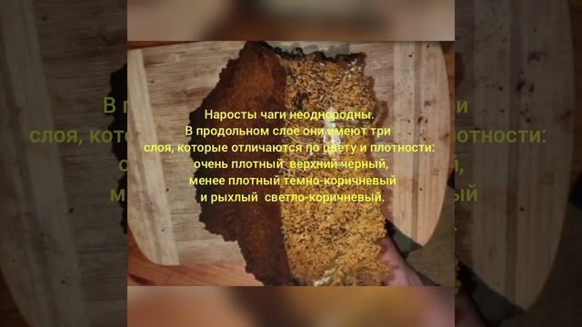 Чага из Карелии: три слоя. Разница во внешнем виде и содержание полимеров . смотреть онлайн