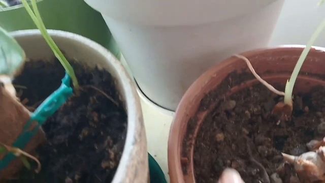 Робуста или бенгальский?