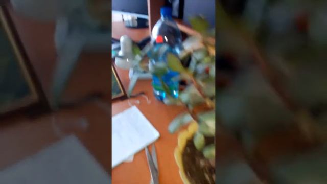 уход за деревом смотреть онлайн