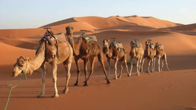 CAMEL MUSIC for solo trombone смотреть онлайн