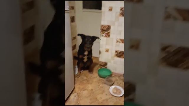 Милый пёс ищет добрые руки смотреть онлайн