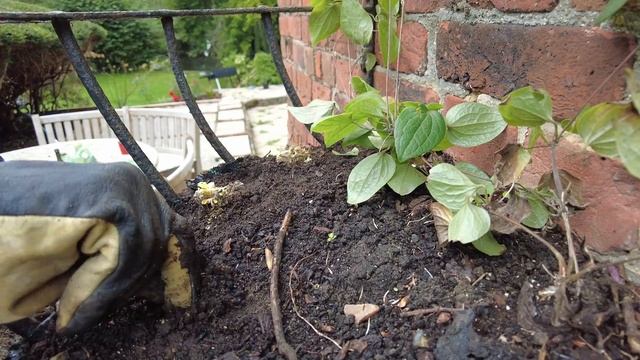 Planting Aubrieta 'Red Cascade' | Restoring Wall Planter (Part 2) смотреть онлайн