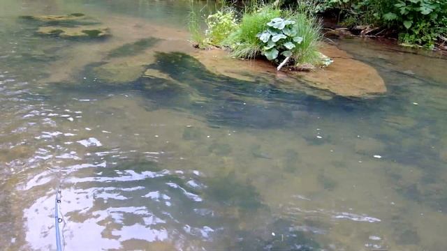 Бобер, он плывет под водой! смотреть онлайн