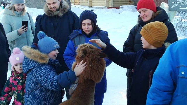 Прогулка с двумя АЛЬПАКАМИ смотреть онлайн