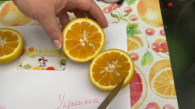 Санбокан (Sanbokan Lemon Tree - Citrus sulcata ‘Sanbokan’) смотреть онлайн