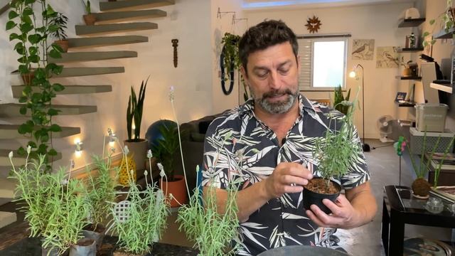 Como Cultivar Lavanda. Dicas Fáceis E Simples