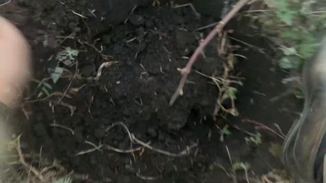 Осенняя посадка ежевики￼ смотреть онлайн