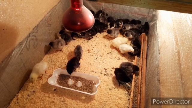 ✔Цыплята от 0 до 30 дней,чем кормить,поить?//Брудер для цыплят своими руками//Куры несушки. смотреть онлайн