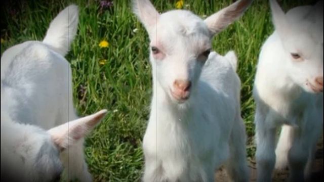 Крупная молочная порода Зааненских коз смотреть онлайн