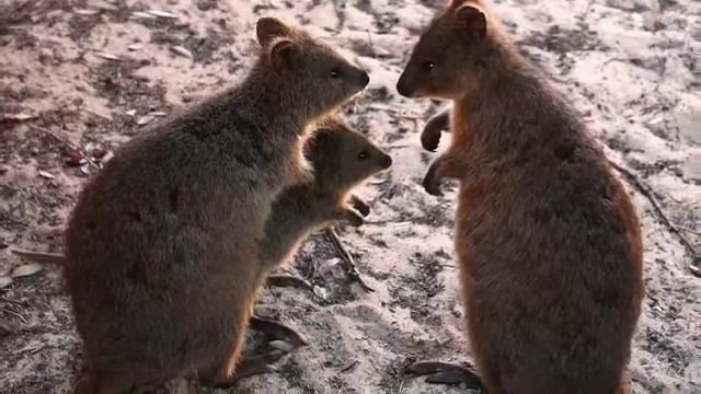 quokka смотреть онлайн