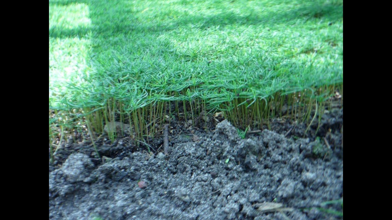 Как вырастить голубую ель из семян в домашних условиях? Черенкование ели или выращивание из семян? смотреть онлайн