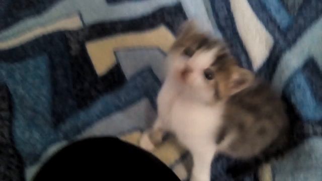 Жизнь маленьких котят смотреть онлайн