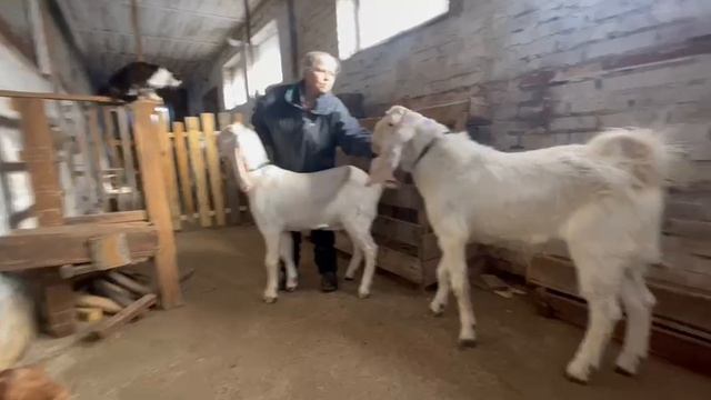 Продажа 89658788009 козы Гулаби и Камори 15-10-2023 смотреть онлайн