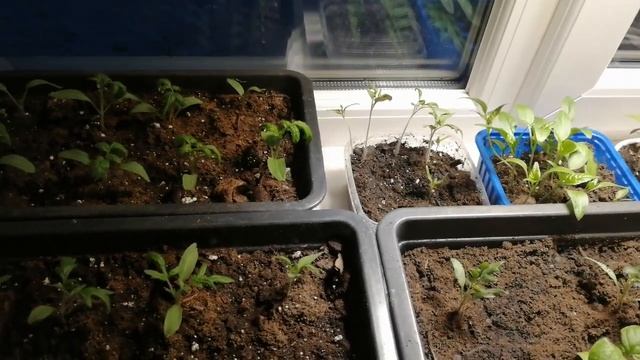 Фитолампа для рассады дневного света. смотреть онлайн