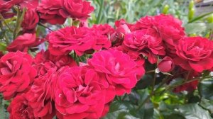 Роза флорибунда Лаваглут (Lavaglut ).