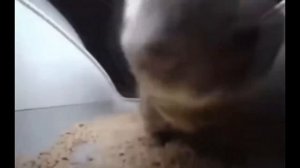 чипи чипи чапа чапа - 1 ЧАС