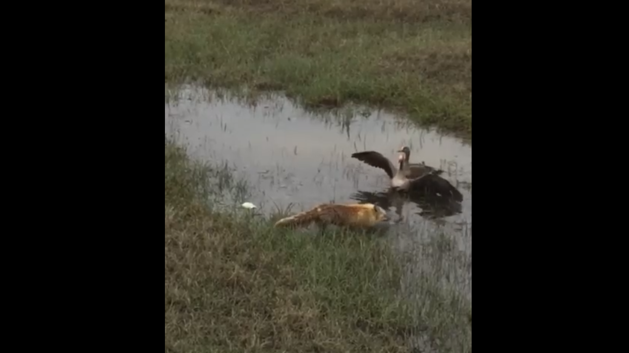 Гусь защищает свою семью смотреть онлайн