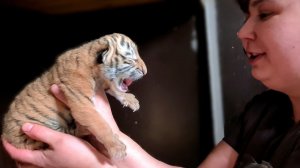 ТИГРИЦА РОДИЛА КОТЯТ!!!/BABY TIGERS ARE BORN!!1 Выпуск