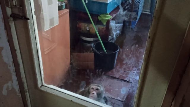 Защитник😂💪🐒❤ смотреть онлайн