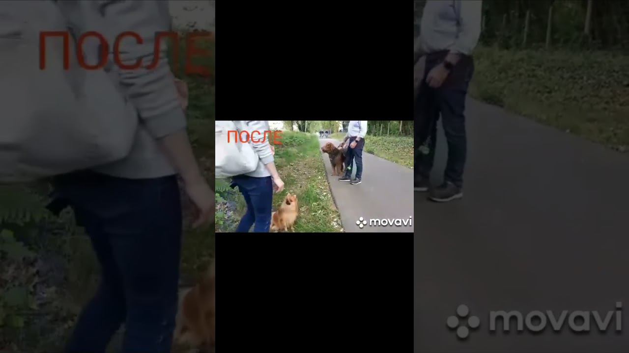 Реакция на других собак смотреть онлайн