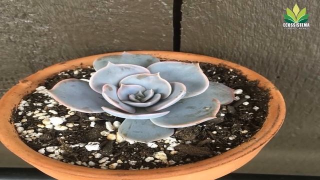 Echeveria Pollux - Planta Suculenta Híbrida Que Poucos Conhecem !!