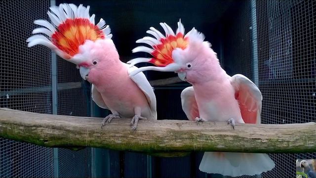 Какаду инка ( cockatoo Inca). смотреть онлайн