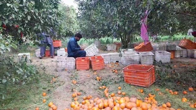 sargodha | sargodha orange garden | sargodha university | Panjab смотреть онлайн