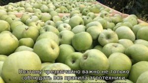 Яблоки Семеренко