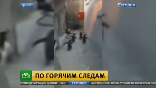 Побег пингвинов из датского зоопарка попал на видео смотреть онлайн
