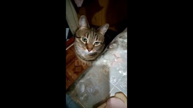 МЕМЫ ИЗ ТИКТОКА РОФЛЯННАЯ СОЛЯНКА. 55 смотреть онлайн