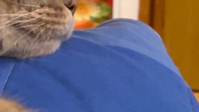 Откуда у кошек прыщики 🙀 что делать?🙀🙀🙀🙀 смотреть онлайн