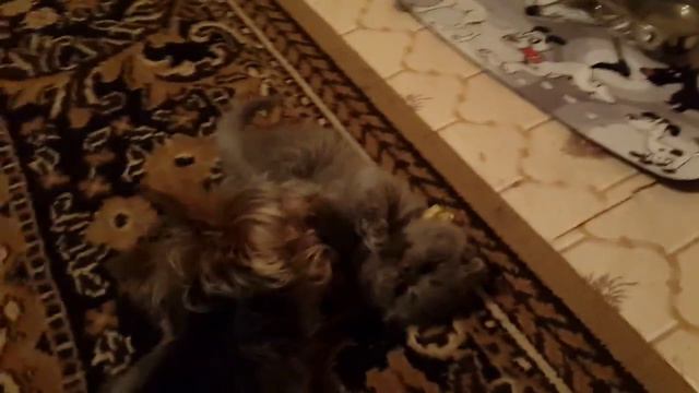 Йорк и британский котенок смотреть онлайн