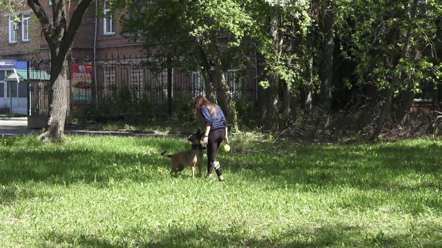 5 YEARS 🥳 Belgian Malinois A-SENSEY is Komandy Azart 🔥 смотреть онлайн