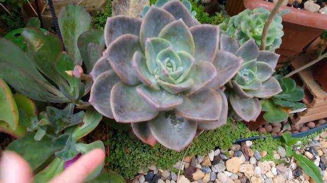 + de 10 SUCULENTAS DE FACIL CULTIVO DO GÊNERO GRAPTOVERIA e algumas de DIFÍCIL CULTIVO IDENTIFICADA смотреть онлайн