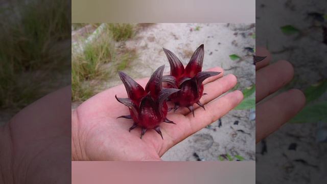 Hibiskus çayının (məkkə gülü) möcüzə faydaları. смотреть онлайн